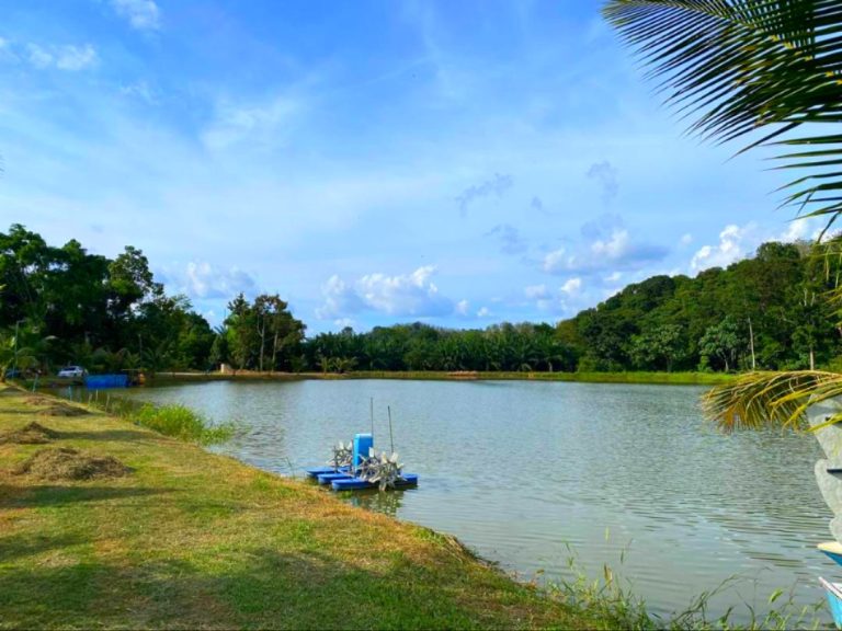 Estet Ikan Sungai Jernih